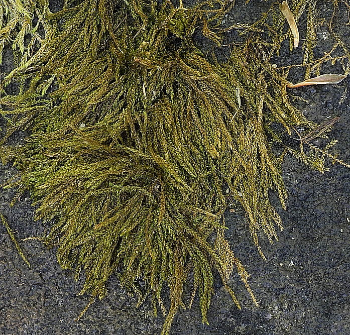 Platylomella lescurii